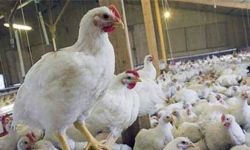 العراق يمنعُ استيراد الدواجن من 39 دولة